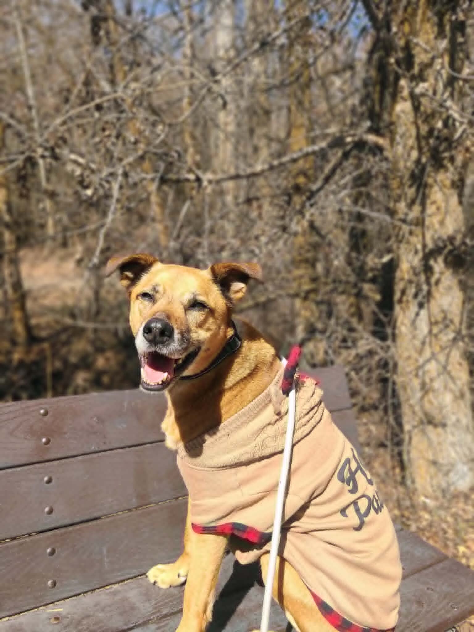 Picture of the Animal Listed